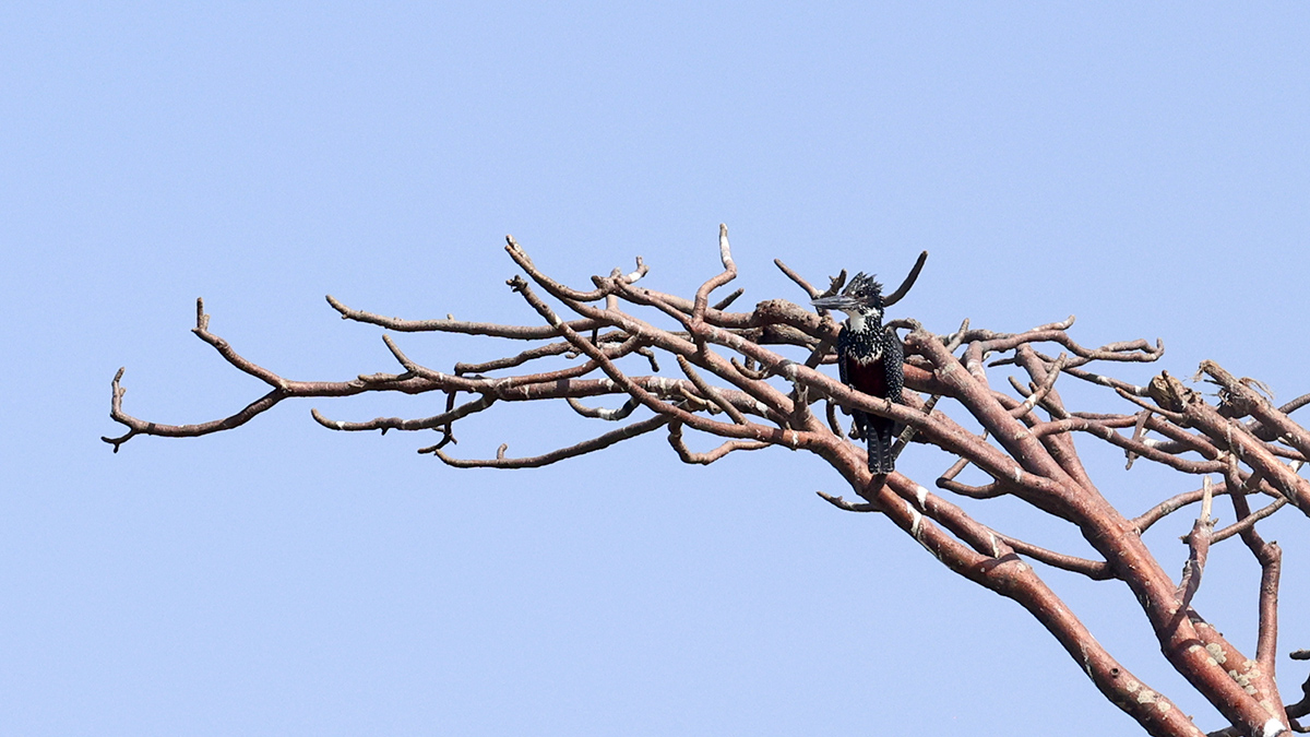 Giant Kingfisher